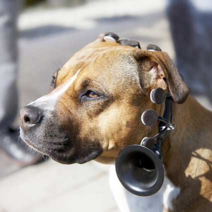 A dog wears a No More Woof headset. Photo: NSID