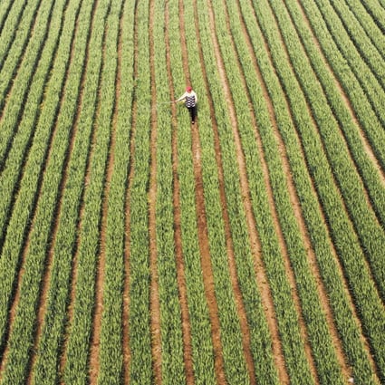 A farmer sprays pesticide in the wheat field in Anyang, Henan. Photo: Xinhua