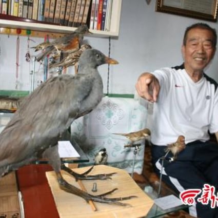 Hu Zhentao has filled his home with more than 700 bird specimens, including this purple swamphen.  Photo: New Culture View