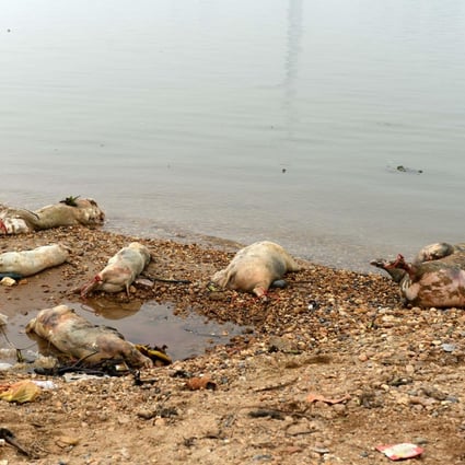 Some of the 157 dead pigs discovered in the Gan River. Photo: Xinhua