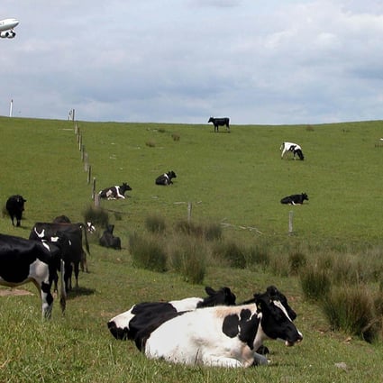 It is natural for cows to eat grass, not grain. Photo: AFP