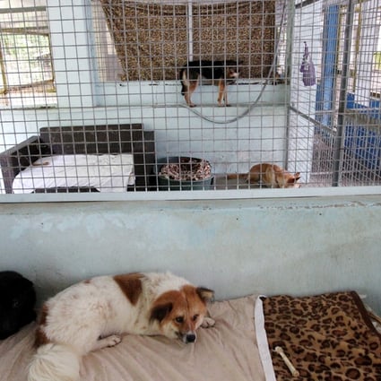 Sai Kung Stray Friends Foundation in race for time to fund new site | South  China Morning Post