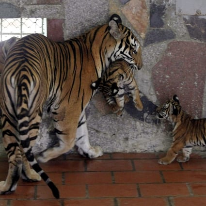 An Indochinese tigress carries one of her four cubs born in Hanoi  Zoo in 2011