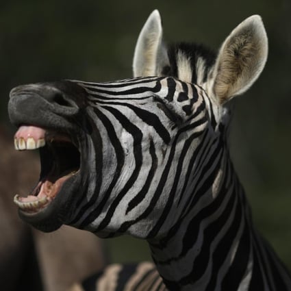 Study says zebra’s stripes helped to deter bloodsucking flies South