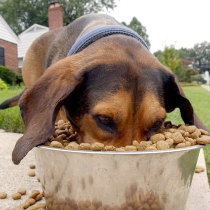 Owners should choose high-quality dried-food products for their pets. Photo: AP