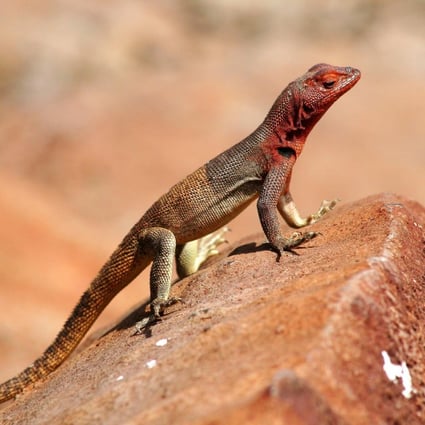 top 104+ Pictures how are male and female lava lizards different? Full HD, 2k, 4k
