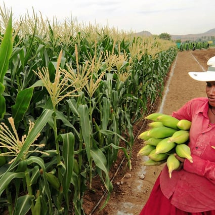 French Top Court And Senate Confirm Ban On Genetically Modified Corn 