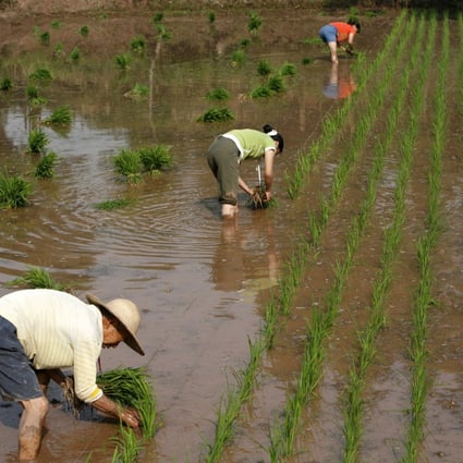 Researchers have found that people from rice-growing southern China are more interdependent and holistic thinkers. Photo: Bloomberg