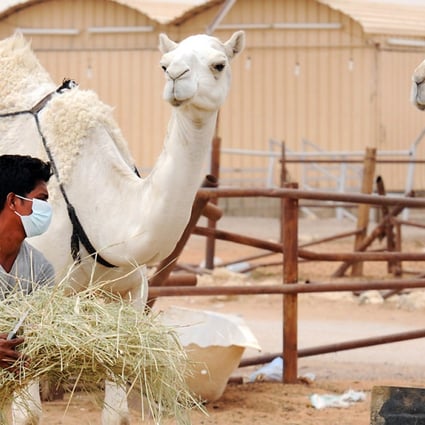 An Indian worker wears a mouth and nose mask as he feeds camels at his Saudi employer's farm outside Riyadh. Photo: AFP