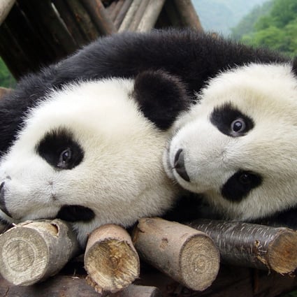 Giant pandas playing at the Giant Panda Protection and Research Centre in Sichuan province. Photo: Reuters 