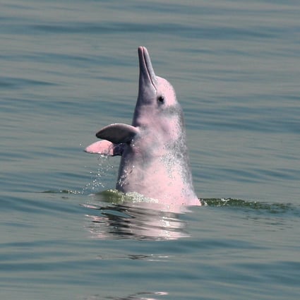 The runway expansion would force the dolphins north and into busy shipping lanes used by high-speed vessels.