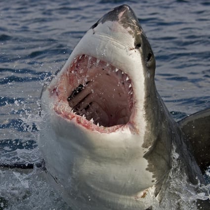 On a shark tour, travellers may see one-tonne sharks leap out of the water as they attempt to attack Cape fur seals. Photo: Apex Shark Expeditions