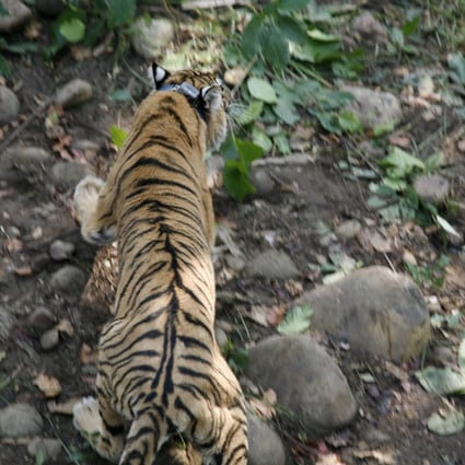 A Bengal tiger with a satellite radio collar. Photo: WWF