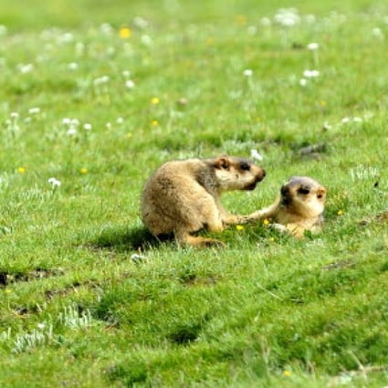 Marmots, like these in Zuogong county in the Tibet Autonomous Region, are found all over the grasslands in western China. Photo: Xinhua