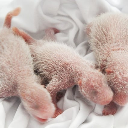 Hello world! The tiny trio wobble around their incubator at the Guangzhou Chimelong Safari Park. They are being cared for by a team of feeders round-the-clock. Photo: AFP