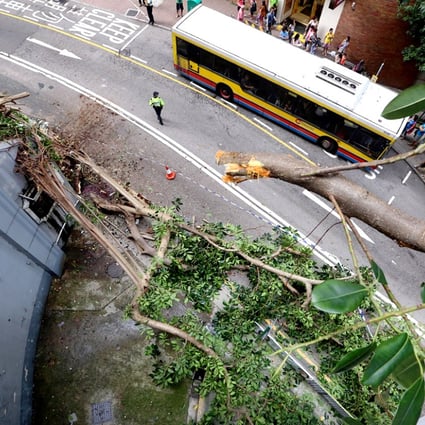 The tree which collapsed on to a heavily-pregnant woman in Mid Levels, killing her and leaving her baby boy critical. Photo: Sam Tsang