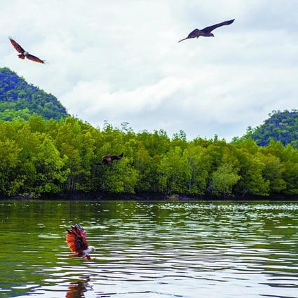 Brahminy kites swoop to snatch chicken skins from the surface of the water in Langkawi's Kilim Karst Geoforest Park. 