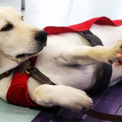 A guide dog was stabbed in Saitama Prefecture, near Tokyo, when its owner was taking a train to work. (File picture) Photo: Oliver Tsang