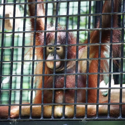 Hong Kong zoo animals 'need laws to protect their psychological welfare' |  South China Morning Post