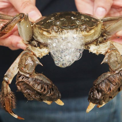 A hairy or mitten crab. Photo: SCMP Pictures