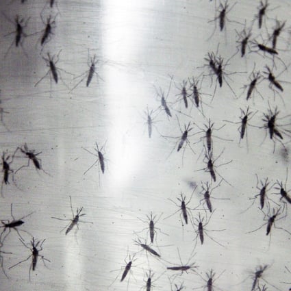 Dengue fever is a disease carried by mosquitoes, and these genetically modified aedes aegypti mosquitoes were released in the US to control the number of mosquitoes that spread dengue fever. Photo: AP