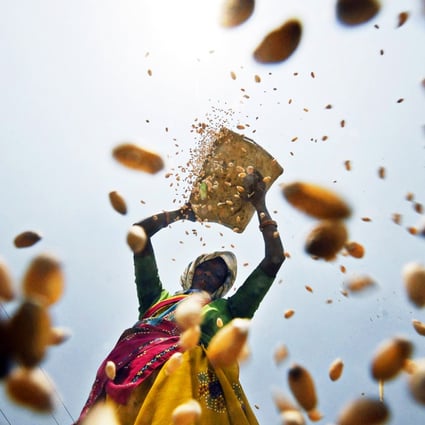 A woman sifts wheat on the outskirts of the Indian city of Hyderabad. Air pollution is impacting crop yields, a study has found. Photo: Reuters