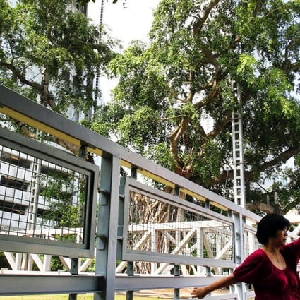 The banyan in Kowloon Park has been fenced off. Photo: May Tse