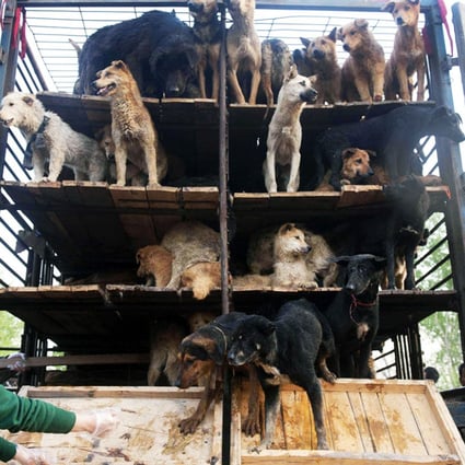 Police in Helan county have busted a gang who stole and slaughtered pet dogs and sold their meat to more than 500 restaurants in nearby Yinchuan. Photo: AFP