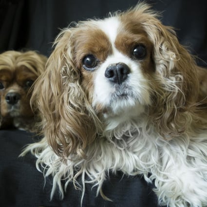 Cavalier King Charles spaniels are prone to neurological problems. Photos: Thinkstock