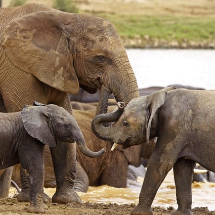 African elephants could disappear from the wild within a generation, according to conservationists. Photo: AP