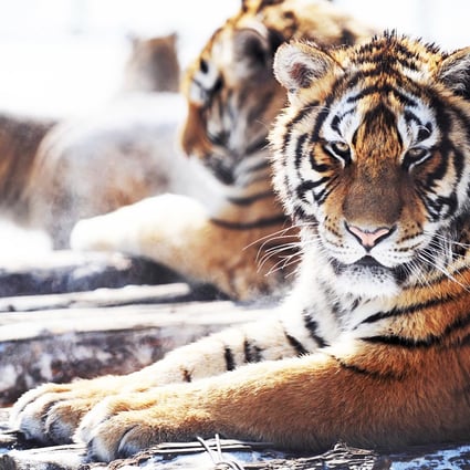 Siberian tigers rest at a tiger Park in Harbin, Heilongjiang. Tigers are considered an endangered species. Photo: AFP
