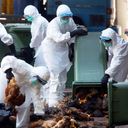 Agriculture, Fisheries and Conservation Department staff dispose of culled chickens at Cheung Sha Wan market. Photo: Felix Wong