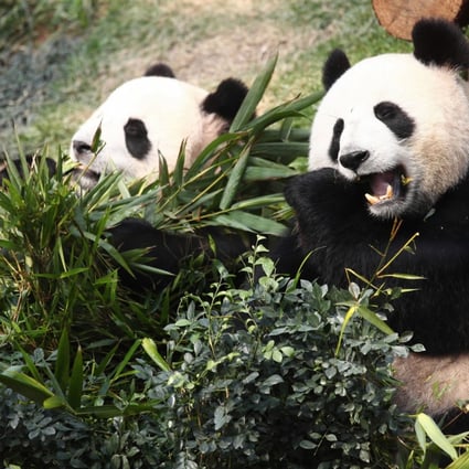 Good news for giant pandas: scientists from Kunming in Yunnan province believe they have identified a genetic trigger for bamboo flowering. Photo: Xinhua