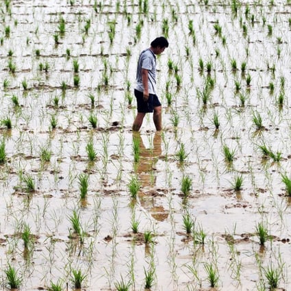 A researcher checks test strains of genetically modified rice in Hubei province. Photo: AFP