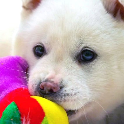 Dogs once destined for dinner in South Korea wait to be adopted in