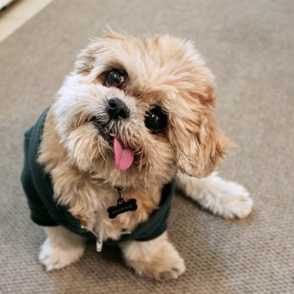 Grumpy Cat move over: dogs snapping at feline heels in battle for internet supremacy | South China Morning Post Grumpy Cat move over: dogs snapping at feline heels in battle for internet supremacy | South China Morning Post