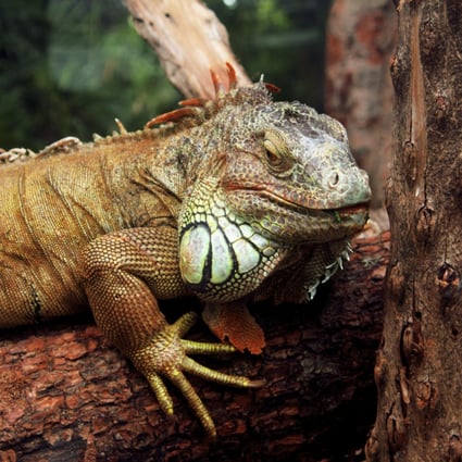 Iguanas are sold in huge numbers in Hong Kong, but many owners do not realise that they can grow into extremely large adults and have specific nutritional requirements. Photo: Thinkstock