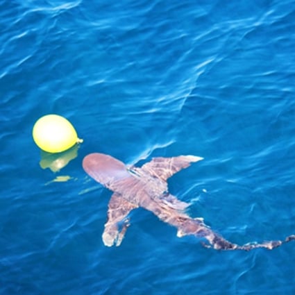 The bullhead shark suddenly appeared among the colourful balloons as a PLA Navy gunner was about to pull trigger. Photo: PLA Navy