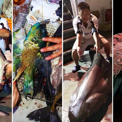 Tourists have posted photographs of themselves online showing off their catch, including endangered reefer sharks and red coral. Photo: Guangzhou Daily