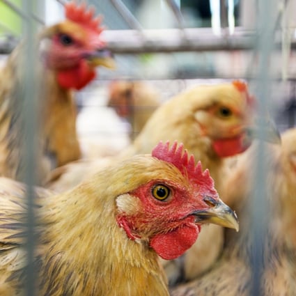 Guangdong has banned live chicken sales till the end of the month. Photo: EPA