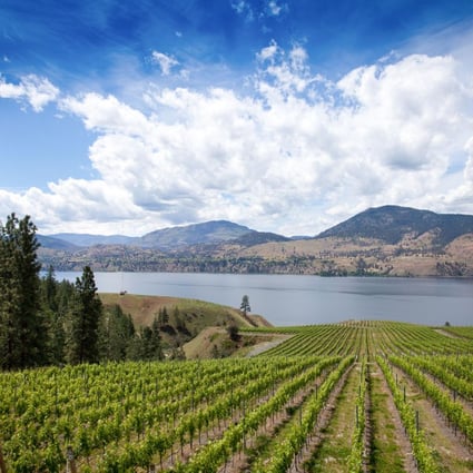 Wealthy Chinese have shifted their focus in British Columbia from residential real estate to wineries and farms. Photo: SCMP Pictures