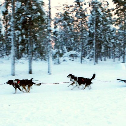 A tour through the forests on a sled pulled by a team of dogs is a unique experience. Photo: Xinhua
