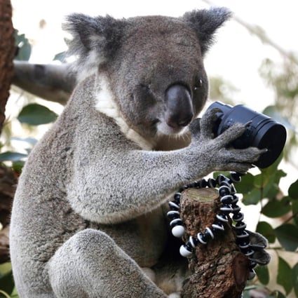 Nearly 700 koalas euthanised because of overpopulation in southeastern  Australia | South China Morning Post