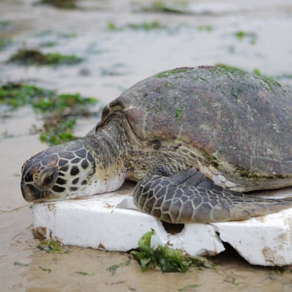 A turtle found on Sheung Sze Wan beach. Photo: SMP