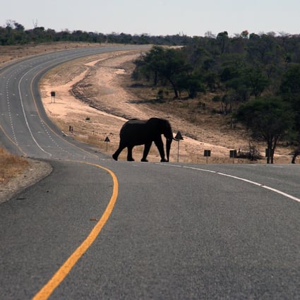 China's oneyear ivory ban can create momentum for change in attitudes