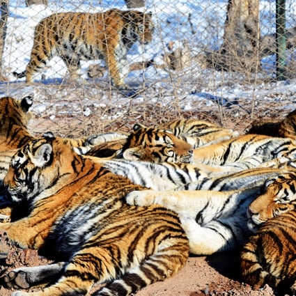 ‘What do China’s Siberian tigers eat?’ asks curious President Xi