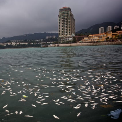 Dead fish floating near Discovery Bay. Photo: Gary Stokes