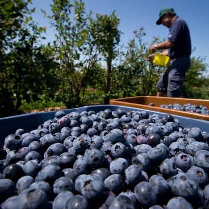 No link between blueberries and hepatitis, government says amid health