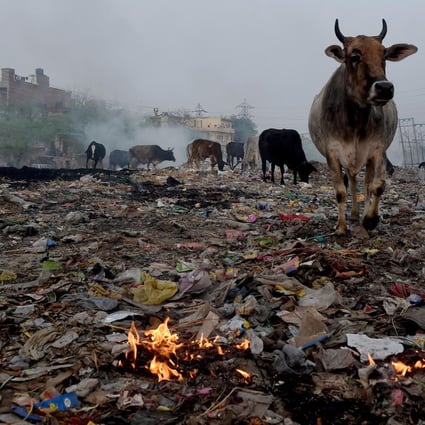 Cows graze on rubbish in a dump on the outskirts of Delhi, India. Photos: AFP; Simon de Trey-White