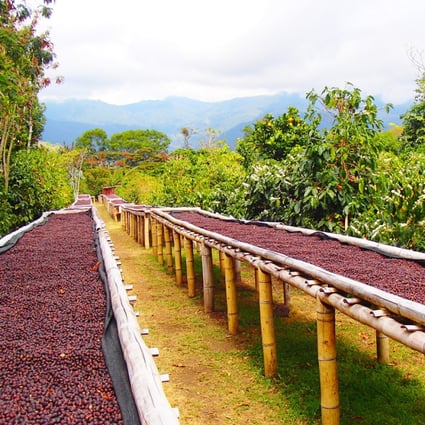 Coffee beans are laid out for drying. Climate plays an important role in the production of premium coffee beans.